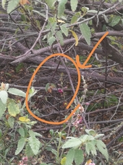 Centris niveofasciata