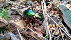 Carabus solieri liguranus