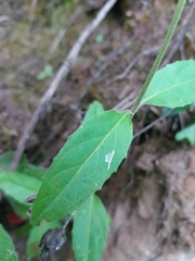 Epilobium roseum