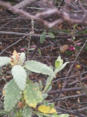 Centris niveofasciata