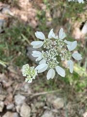 Orlaya grandiflora