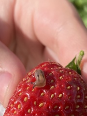 Ambigolimax valentianus