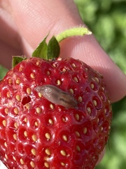 Ambigolimax valentianus