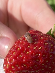 Ambigolimax valentianus