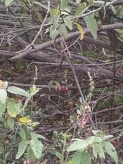 Centris niveofasciata