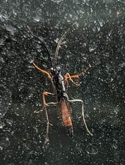 Limneriini