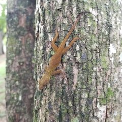 Anolis distichus