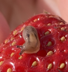 Ambigolimax valentianus