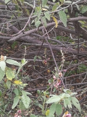 Centris niveofasciata