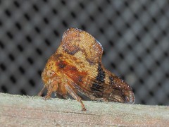 Telamona maculata