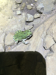 Anaxyrus debilis