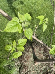 Catalpa