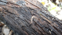 Brachydesmus superus