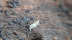 Carychium