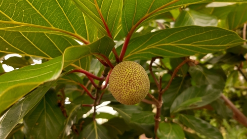 African peach