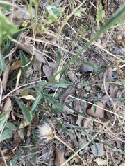 Convolvulus cantabrica