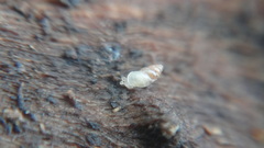 Carychium
