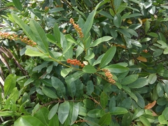 Citharexylum caudatum