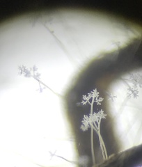 Botrytis