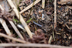 Phosphaenus hemipterus