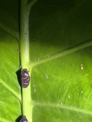 Okiscarta uchidae