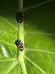 Okiscarta uchidae
