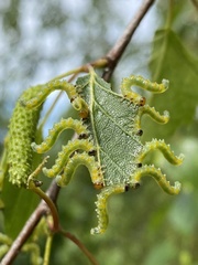 Pristiphora testacea