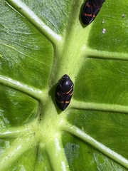 Okiscarta uchidae