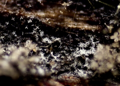 Isthmolongispora