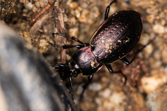Carabus billbergi