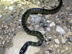 Lampropeltis splendida