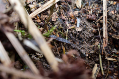 Phosphaenus hemipterus