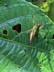Scaria