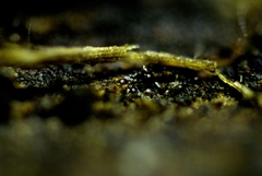 Hyaloscypha spinulosa