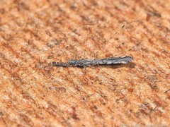 Empicoris orthoneuron