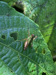 Scaria