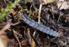 Phosphaenus hemipterus