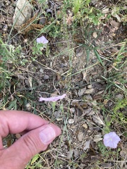 Convolvulus cantabrica