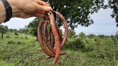 African locust bean