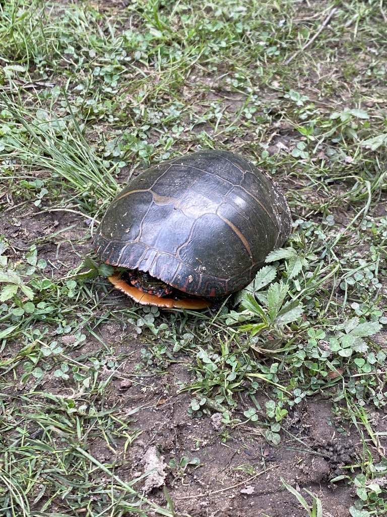 Painted Turtle from Colonial Oaks, East Brunswick, NJ, US on May 22
