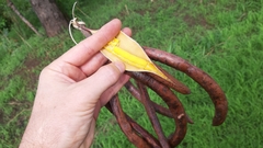 Parkia biglobosa