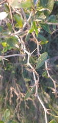 Berberis laurina