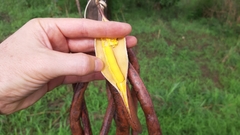 Parkia biglobosa