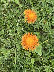 Crepis aurea