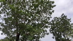 Parkia biglobosa