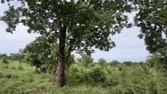 Parkia biglobosa