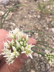 Allium textile
