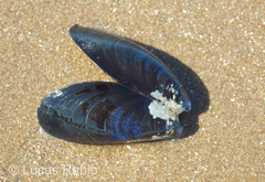 Mytilus platensis
