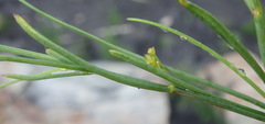 Centella virgata virgata