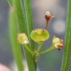 Centella virgata virgata